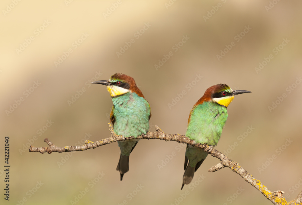 Bee-eater Bee-eater