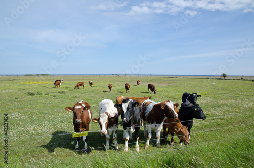 Cows at electric lines