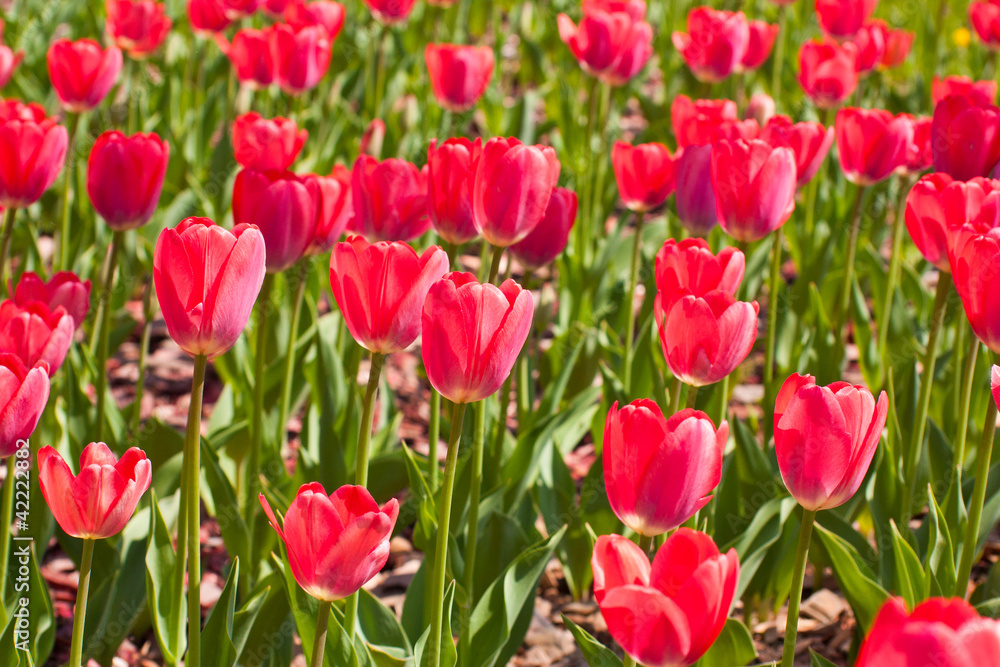 Field of red tulip flowers