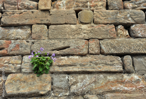 flower growing on a rock wall photo