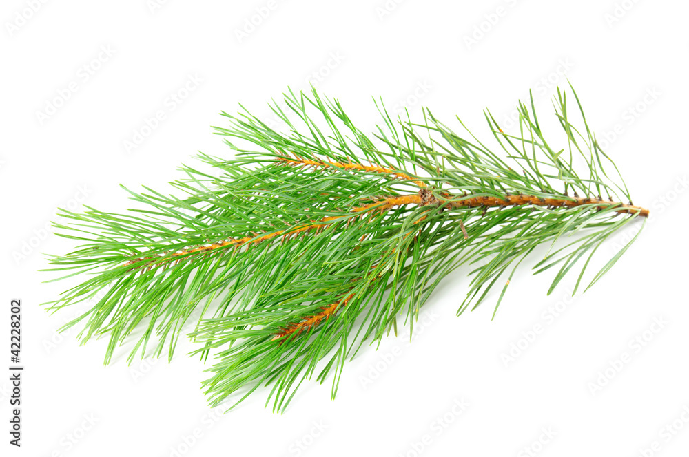 Pine branch Pine branch