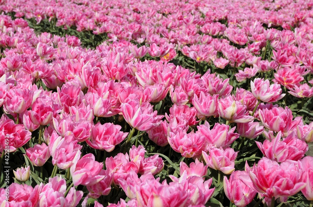 pink tuilp field #1, netherlands pink tuilp field #1, netherlands