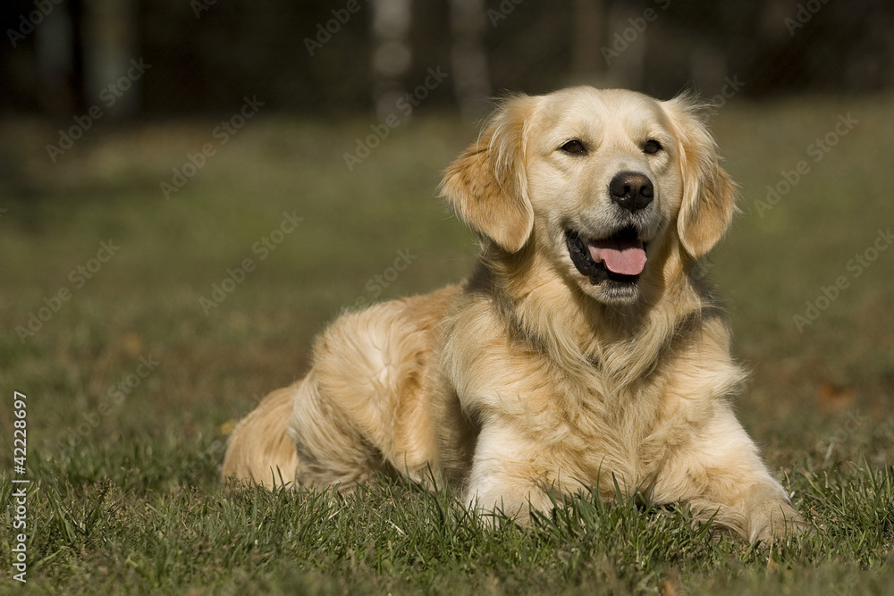 Portrait of Golden Retriever