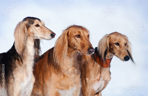 Photography Three dogs portrait in winter
