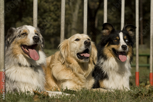 Three dogs portrait