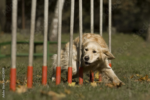 Agility - Dog skill competition.