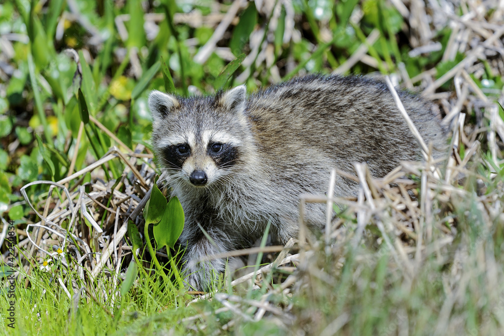 Fototapeta premium procyon lotor, raccoon