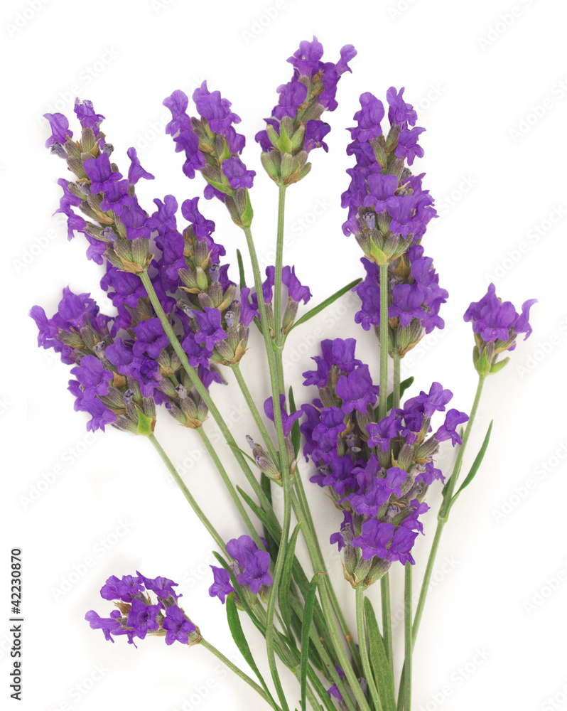 lavender spa arrangement lavender spa arrangement
