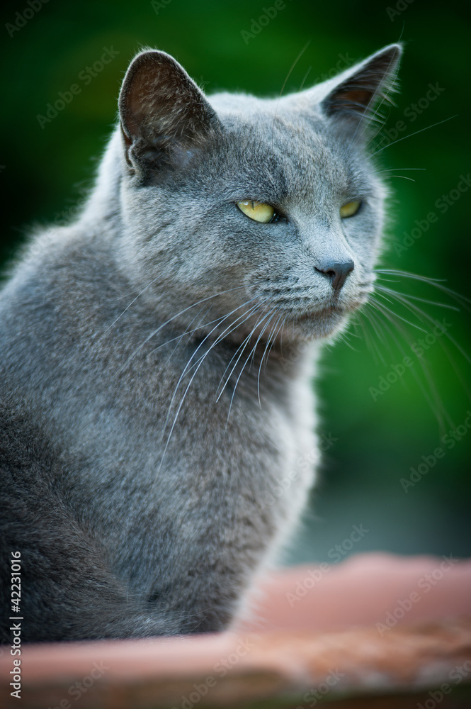 Obraz premium cat portrait