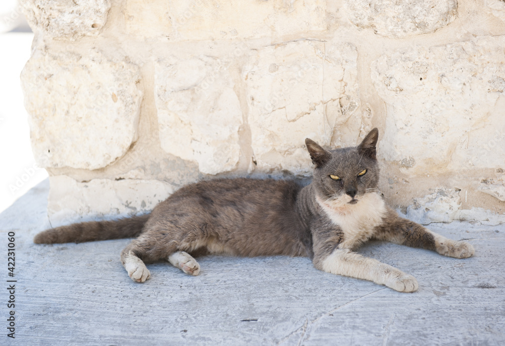 Fototapeta premium Cat