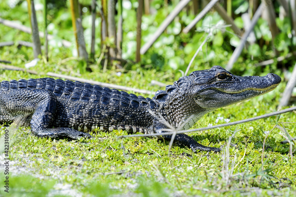 Naklejka premium alligator mississippiensis, american alligator