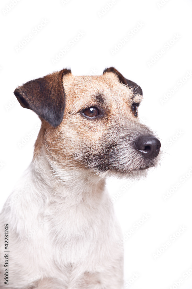 Halbportrait auf weiß Halbportrait auf weiß