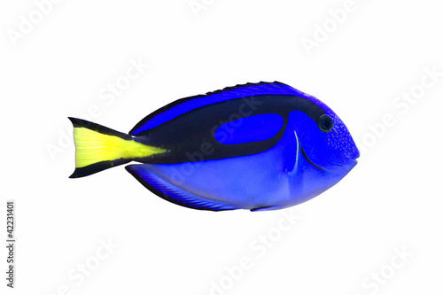 Palette surgeonfish