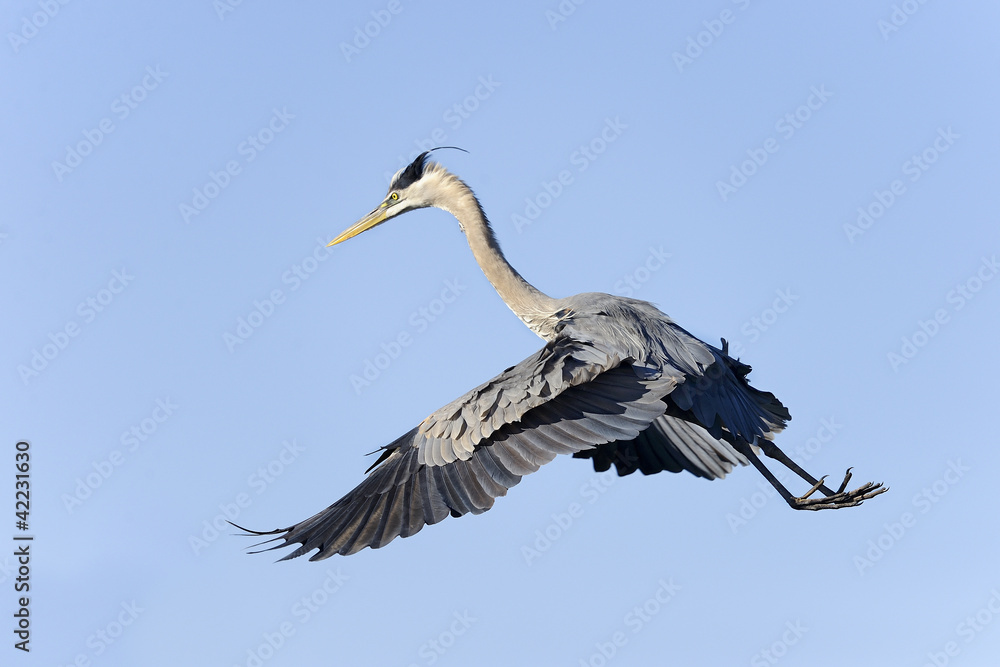 Fototapeta premium great blue heron, ardea herodias