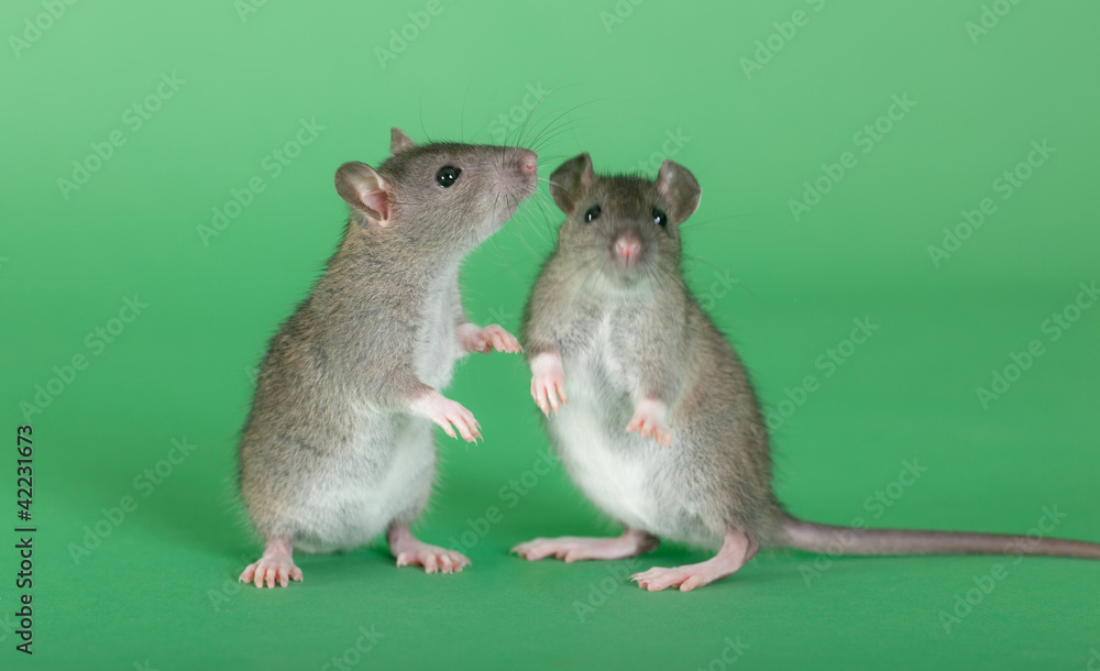 two young rats two young rats