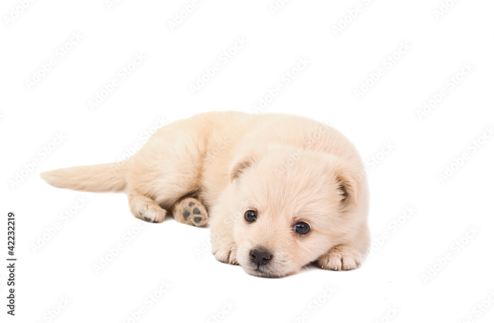 puppy isolated