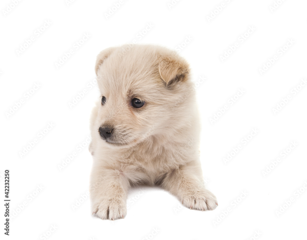 Obraz premium puppy isolated