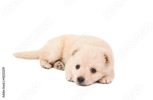 puppy isolated