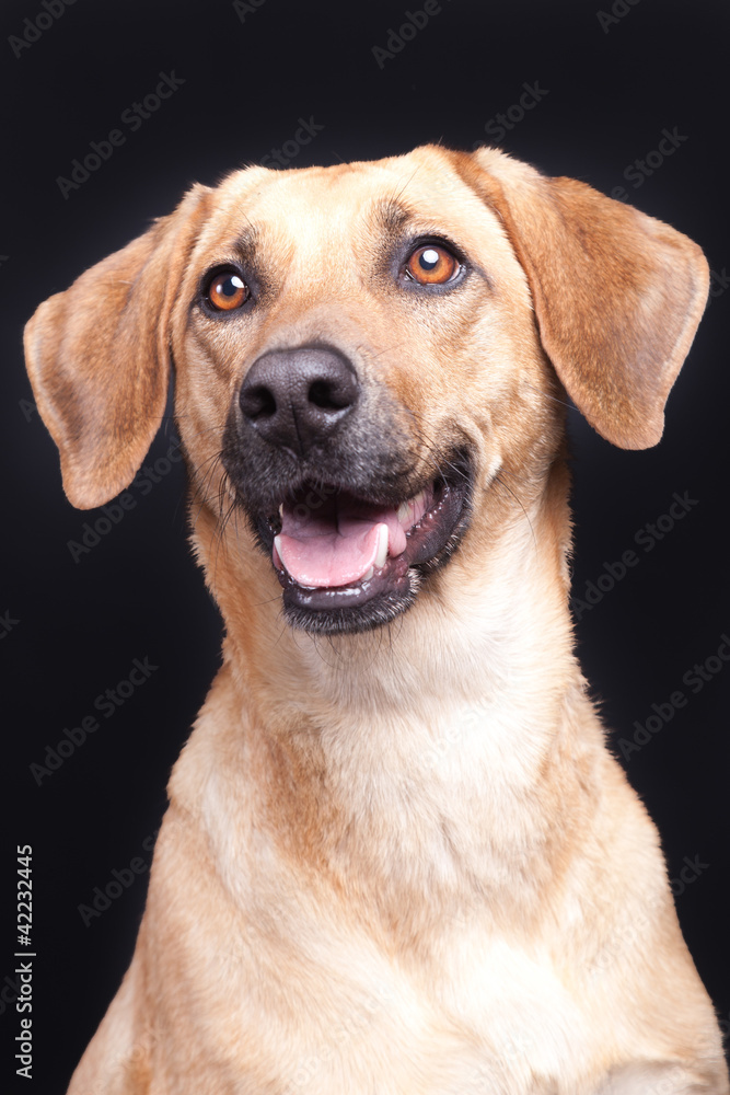 Retriever Portrait Retriever Portrait