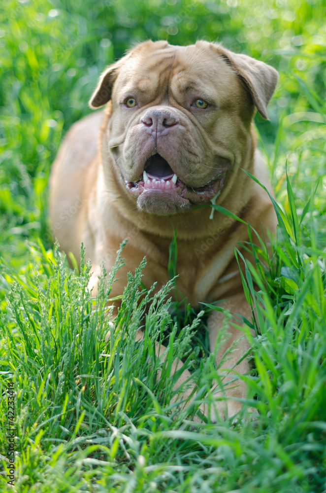 Dogue De Bordeaux in a high grass
