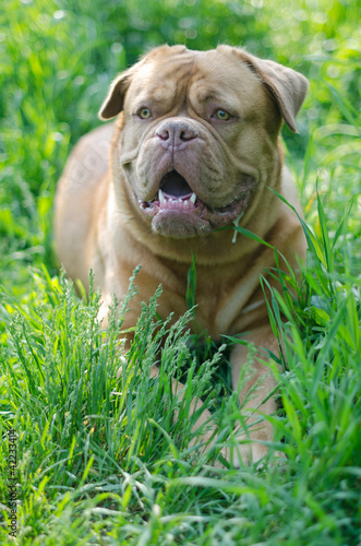 Dogue De Bordeaux in a high grass © VitalyTitov