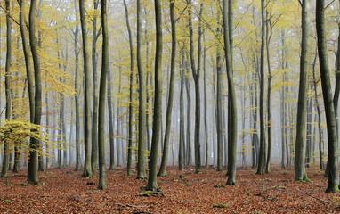 Fototapete Landschaften nebliger Herbst  © danimages