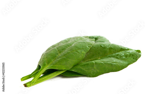Fresh spinach with water drops