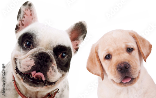 labrador retriever  and french bull dog puppy dogs