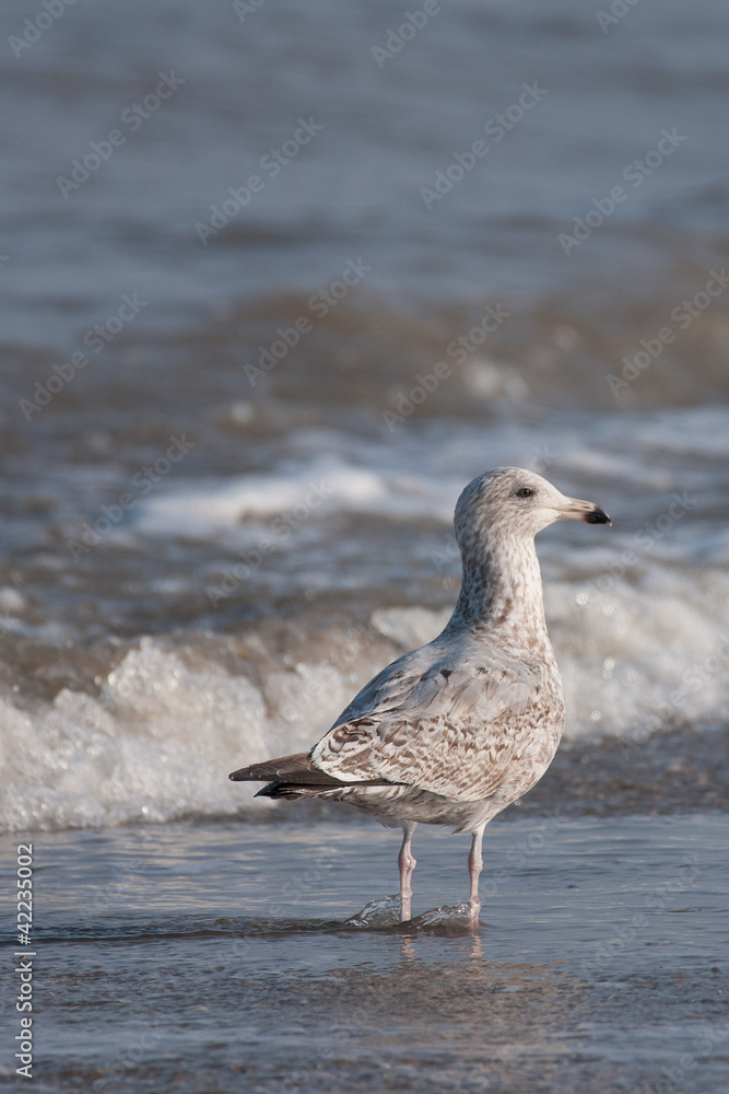 Seagull with feet in flowing seawater Seagull with feet in flowing seawater