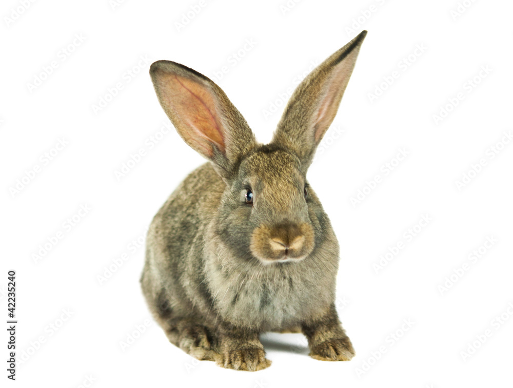 gray rabbit isolated gray rabbit isolated
