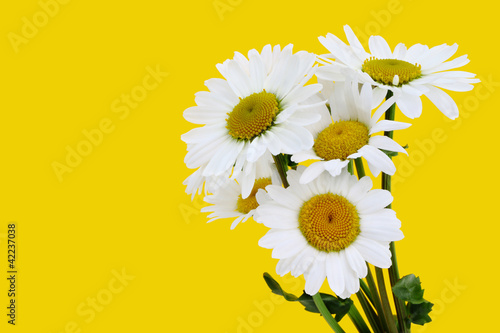 Fototapeta Naklejka Na Ścianę i Meble -  flower bouquet of daisies