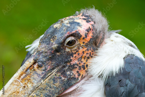 Photos marabou close-up