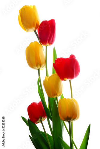 tulips with different color