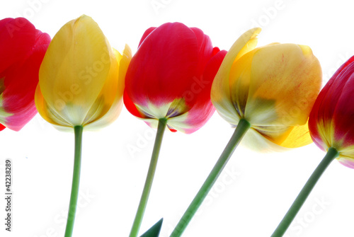 tulips with different color