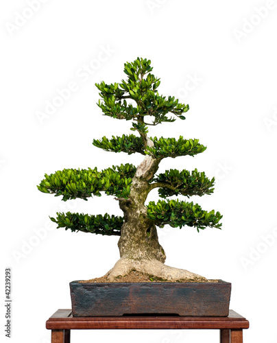 Alter Buchsbaum als Bonsai