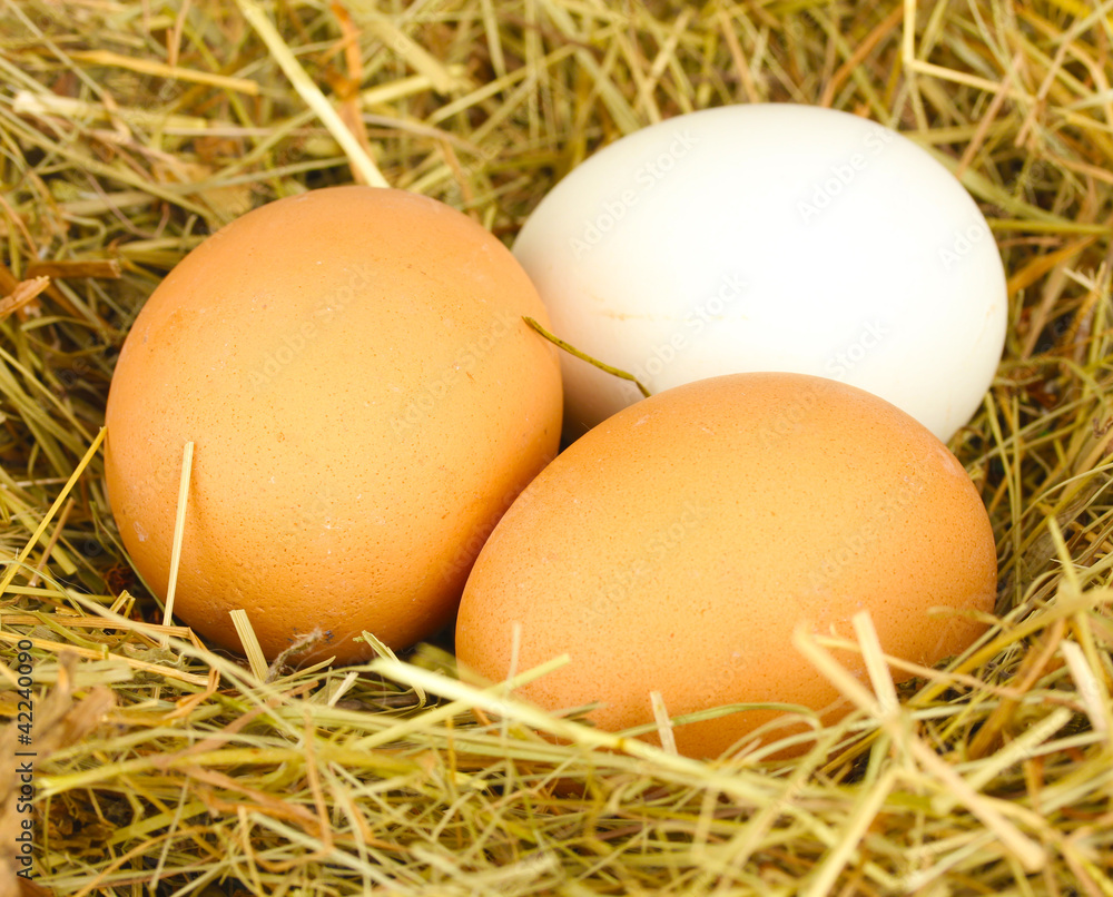 brown and white eggs in a nest of hay close-up brown and white eggs in a nest of hay close-up
