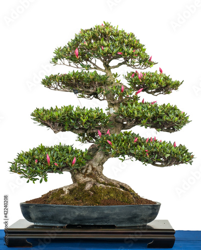 Rhododendron indicum als Bonsai-Baum