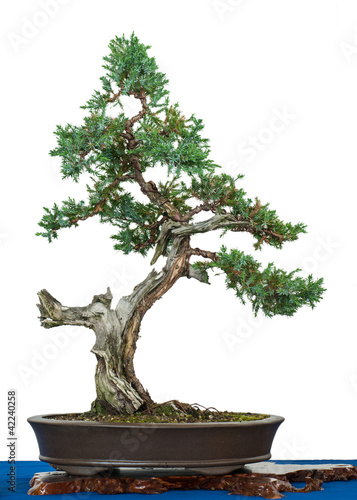 Blauzeder-Wacholder (Juniperus squamata) als Bonsai-Baum