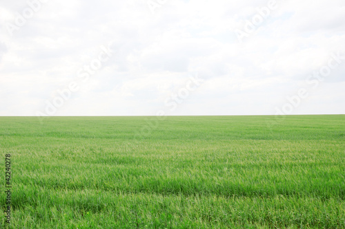 Green wheat field © Africa Studio