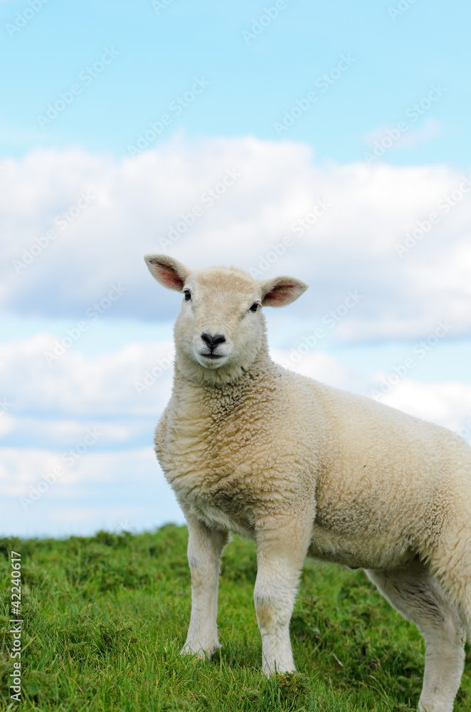 Lamb Lamb