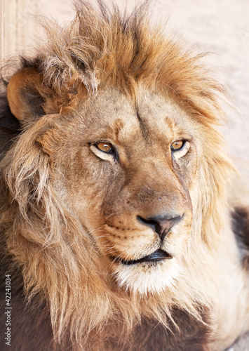 Fototapeta Naklejka Na Ścianę i Meble -  Head portrait of lion animal