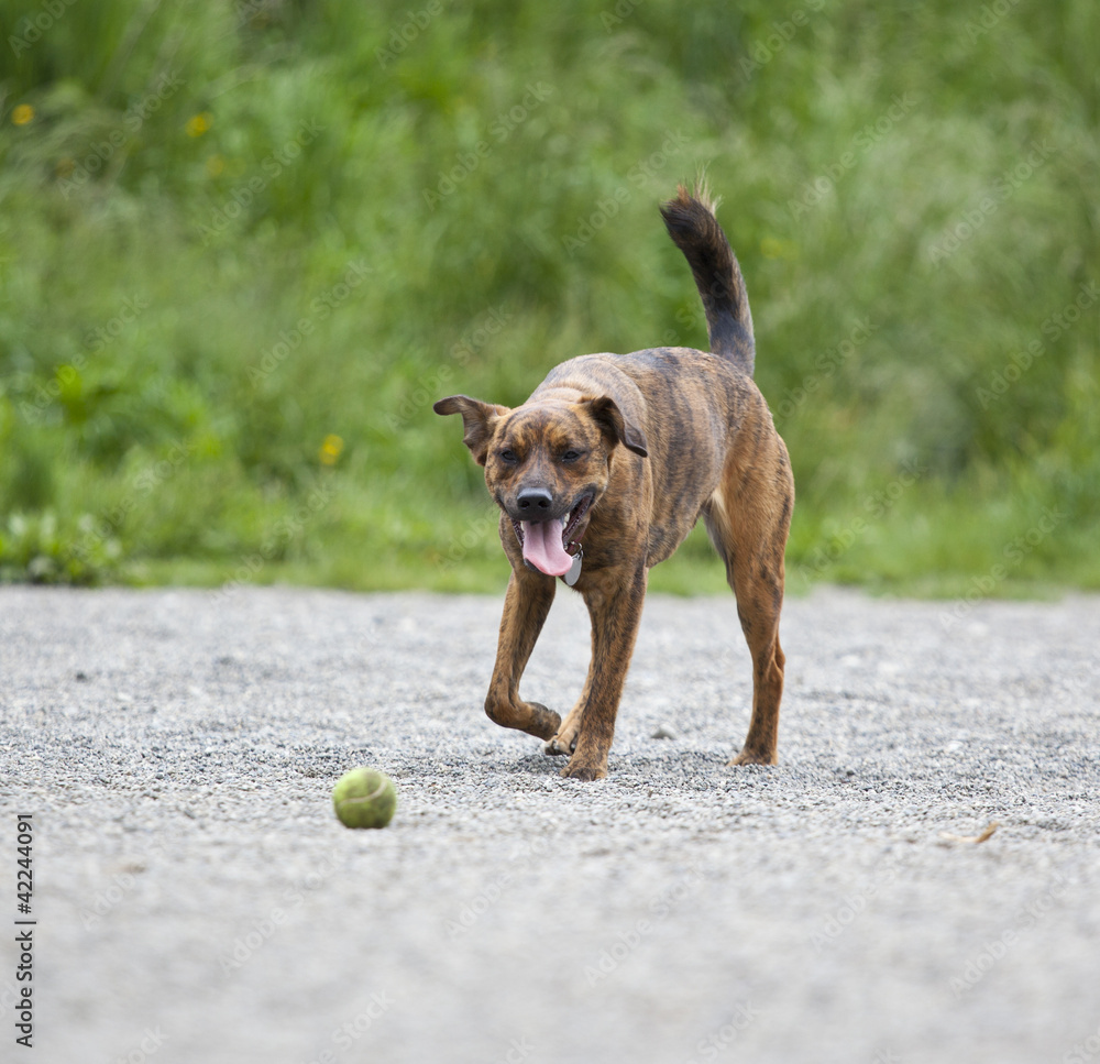 Tired hound retrieving a ball