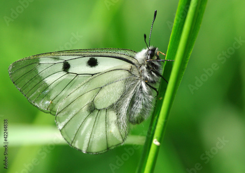 Butterfly on Grass photo