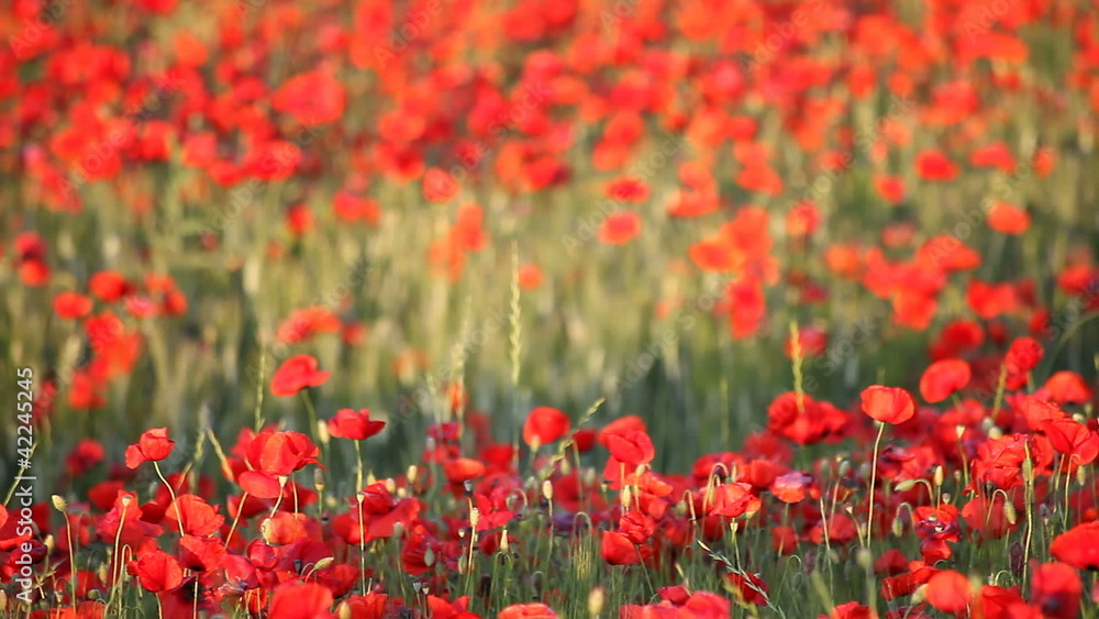 Expanse of poppies (pan) Expanse of poppies (pan)