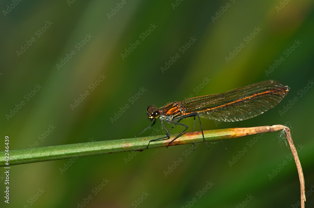 emerald damselfly on reeds in summer sun emerald damselfly on reeds in summer sun