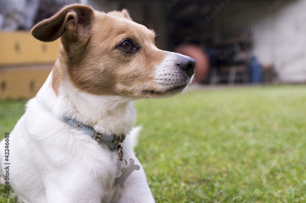 dog relaxed in the garden color image