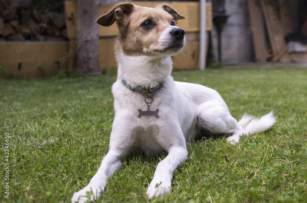 dog relaxed in the garden color image