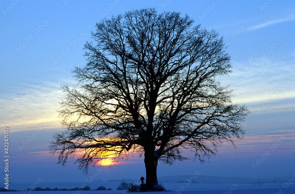 Eiche, Sonnenuntergang, Winterlandschaft Eiche, Sonnenuntergang, Winterlandschaft