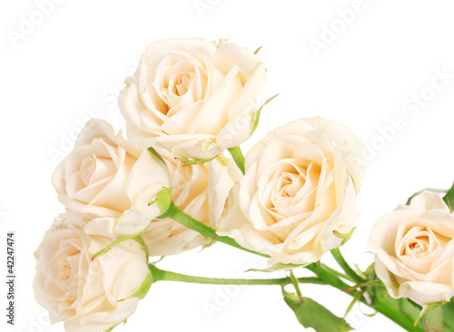 Little white roses isolated on white