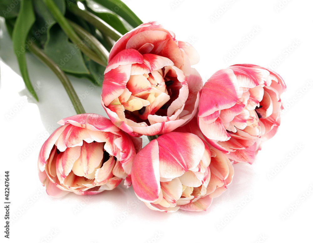 Beautiful tulips isolated on white Beautiful tulips isolated on white